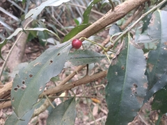 Ardisia virens