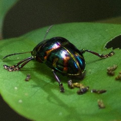 Spilopyrinae