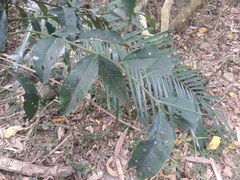 Ardisia virens