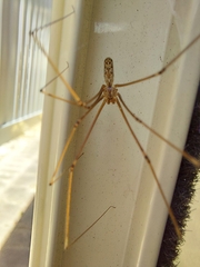 Smeringopus natalensis