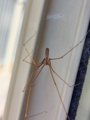 Smeringopus natalensis