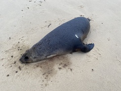 Arctocephalus pusillus