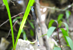 Labidiosticta vallisi