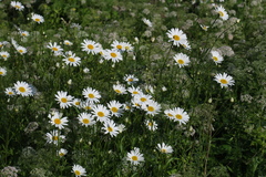 Leucanthemum