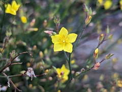 Crocanthemum scoparium