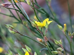 Crocanthemum scoparium