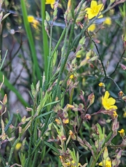 Crocanthemum scoparium