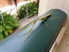 Tenodera australasiae