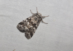 Panthea acronyctoides