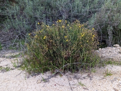 Crocanthemum scoparium