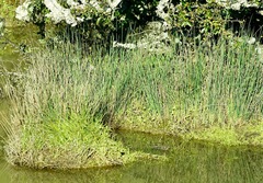 Juncus patens