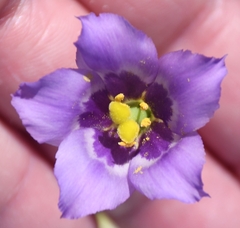 Eustoma exaltatum