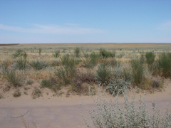 Salsola arbusculiformis