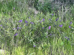 Solanum parishii