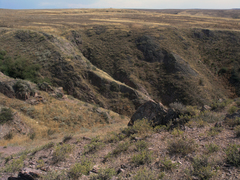Salsola arbusculiformis