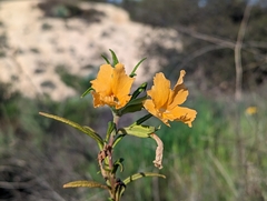 Diplacus longiflorus