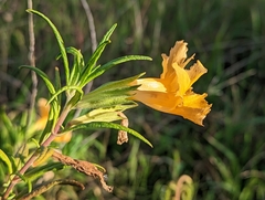 Diplacus longiflorus