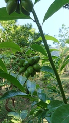 Artabotrys hexapetalus