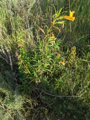 Diplacus longiflorus