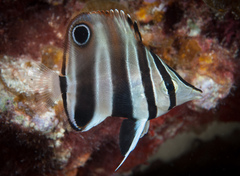 Chelmonops curiosus