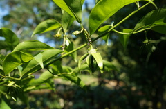 Artabotrys hexapetalus