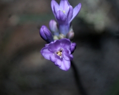 Dipterostemon capitatus pauciflorus