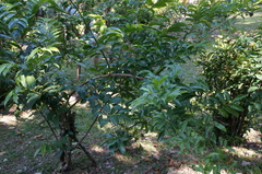 Artabotrys hexapetalus