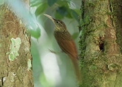 Xiphorhynchus flavigaster