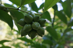 Artabotrys hexapetalus