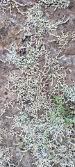 Selaginella cinerascens