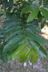 Artabotrys hexapetalus