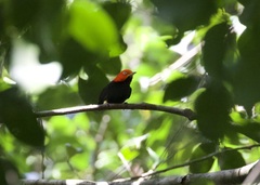 Ceratopipra mentalis