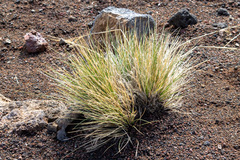 Deschampsia nubigena