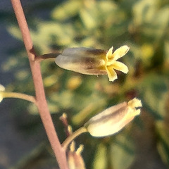 Streptanthus longirostris
