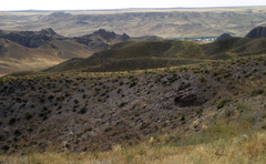 Salsola arbusculiformis