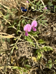 Tephrosia cinerea