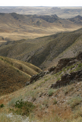 Salsola arbusculiformis