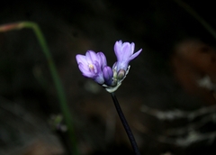 Dipterostemon capitatus pauciflorus