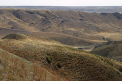 Salsola arbusculiformis