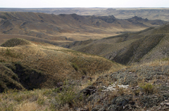 Salsola arbusculiformis
