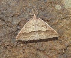 Epidesmia hypenaria