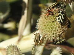 Chauliognathus scriptus