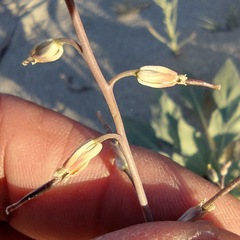 Streptanthus longirostris