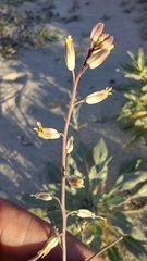 Streptanthus longirostris