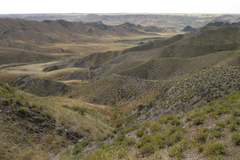 Salsola arbusculiformis