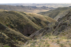 Salsola arbusculiformis