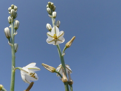 Asphodelus tenuifolius