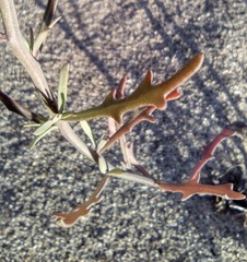 Streptanthus longirostris