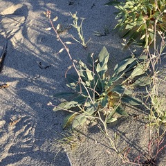 Streptanthus longirostris