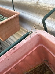 Archimantis latistyla